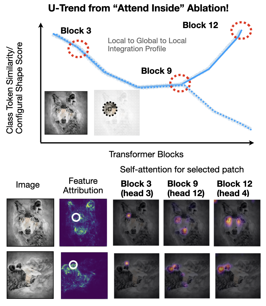 Configural Shape Score across models